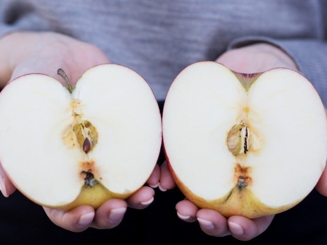 �_���g���@�l�����ɔ_���̎ʐ^1