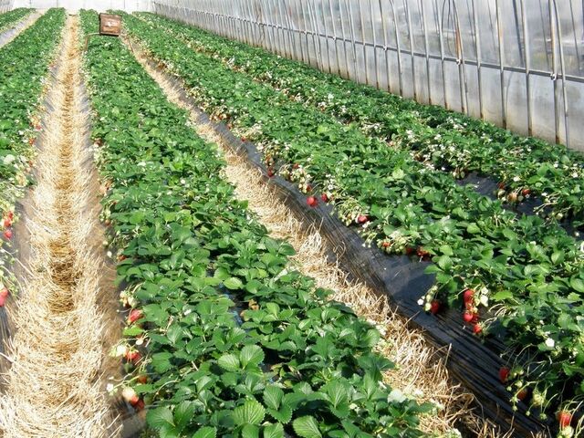 ���c�_���i���j