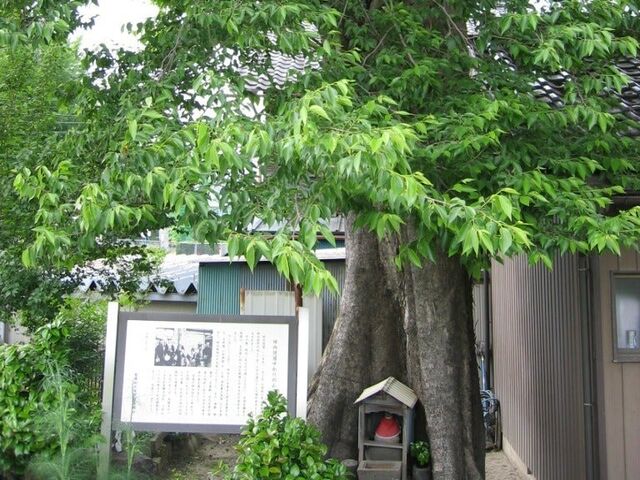 ���󑠓��Ə��v�̗��Ð��Ղ̎ʐ^1