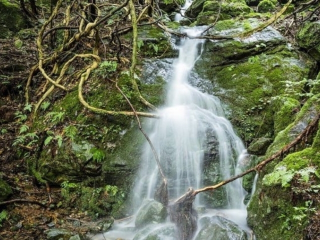 ���_�ЁE�u���{�̑�v�u���m�̑�v