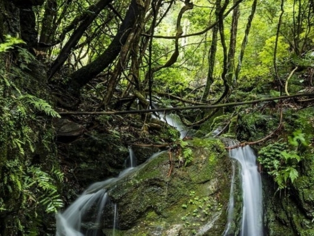 ���_�ЁE�u���{�̑�v�u���m�̑�v