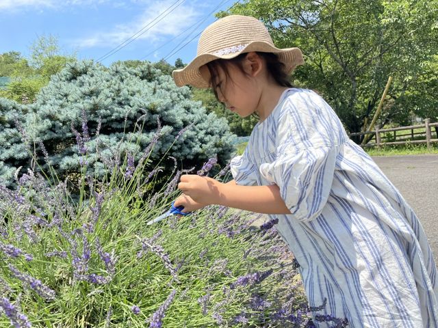 ���n�̌��i�G�߂��ƂɊJ�Áj_�l���R����̐X�����y�э�����