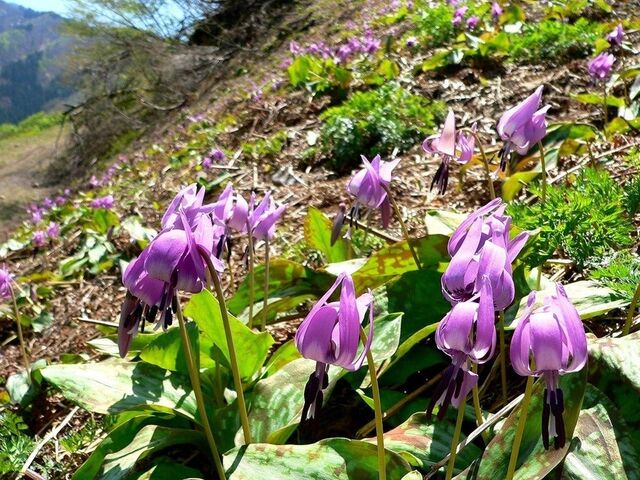 ��������̌Q���n �i��˂܂񂪉����j�̎ʐ^1