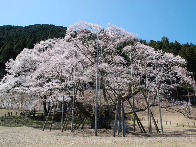 �����J�W�n�U�N���̎ʐ^1