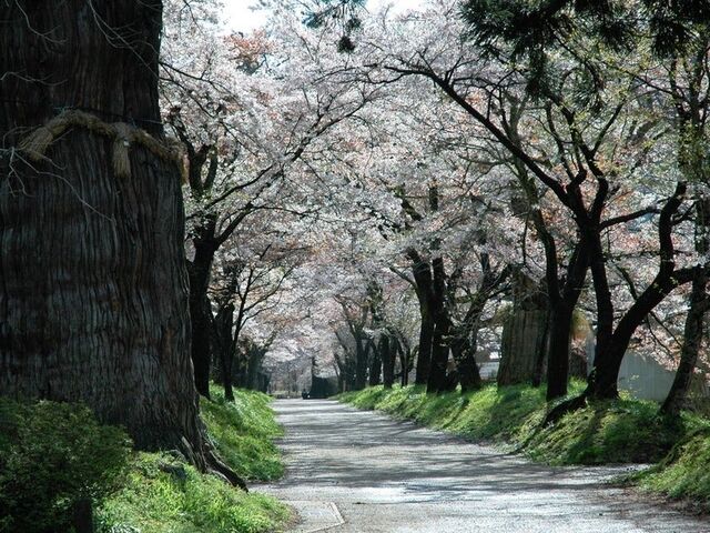 �����_�Ђ̍����؂̎ʐ^1