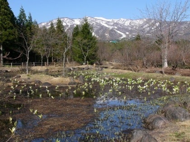 �Ђ邪�̎����A�����̎ʐ^1