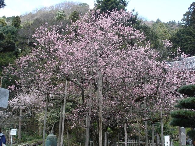 �e�a���l�䂩��̔��[�̔~�E���@��