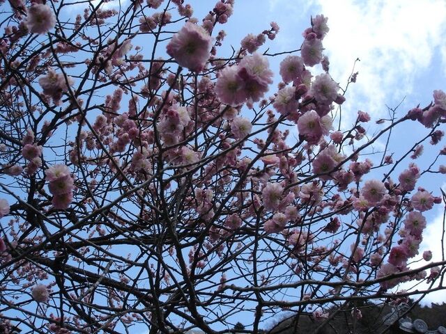 �e�a���l�䂩��̔��[�̔~�E���@��