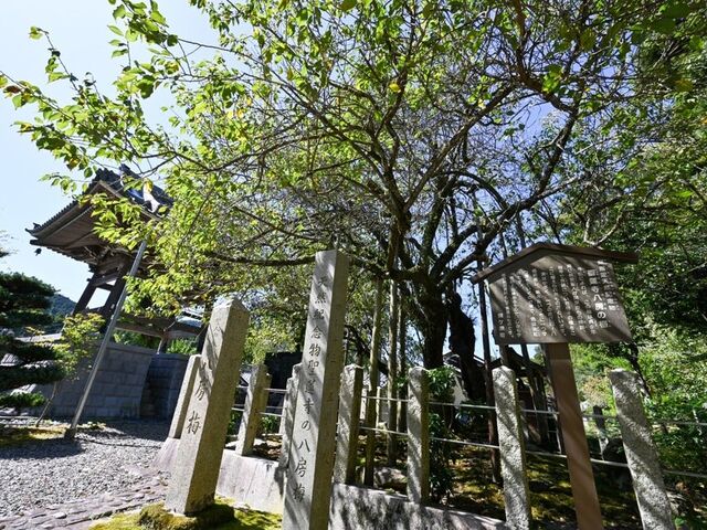 �e�a���l�䂩��̔��[�̔~�E���@��