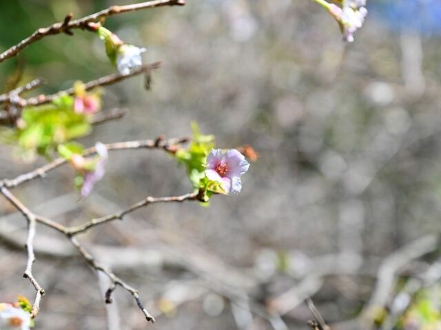 �e�a���l�䂩��̔��[�̔~�E���@��