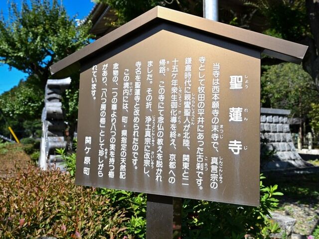 �e�a���l�䂩��̔��[�̔~�E���@��