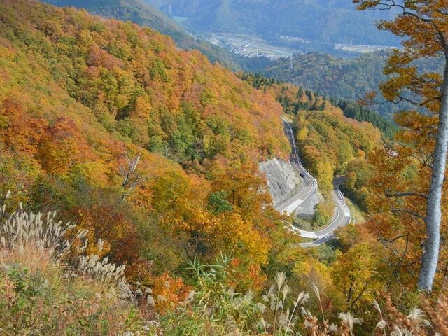 ���R���싽�z���C�g���[�h�̍g�t�̎ʐ^1