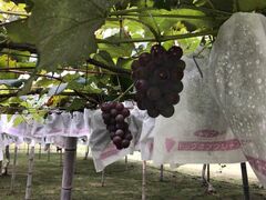 ���L�y���̎ʐ^1