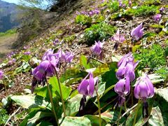 ��������̌Q���n �i��˂܂񂪉����j�̎ʐ^1