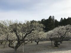 ��ÒJ�~���̎ʐ^1