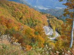 ���R���싽�z���C�g���[�h�̍g�t�̎ʐ^1