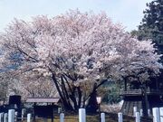 �����P������̎ʐ^3