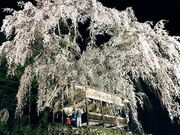 ���n��_���_�Ў}������̎ʐ^2