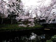 ��R�����̍��̎ʐ^2