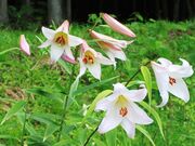 �k��_������ �T�T�����Q���n�̎ʐ^4