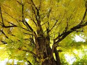 ��ˍ������̑�C�`���E�̎ʐ^4