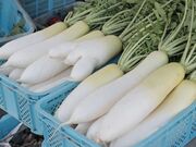 ��ˍ��R�{�쒩�s�̎ʐ^4