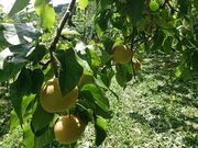 ��ʎ����̎ʐ^2