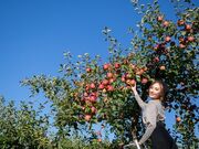 �_���g���@�l�����ɔ_���̎ʐ^4