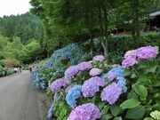 21���I�̐X�����̎ʐ^2