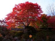 �[�X�k�J�̎ʐ^2