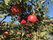 ���L�y���̎ʐ^2