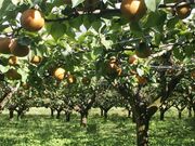 ���L�y���̎ʐ^3