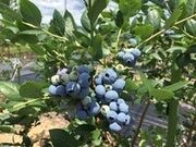 �u���[�x���[�̋u �z�s�y�u���[�x���[���̌��z�̎ʐ^4