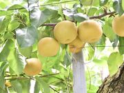 �R�V�㗜���i�R�V��ό��ʎ����j�̎ʐ^2