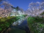 �V�����@�S�\�Y���̎ʐ^2