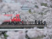 �V�����@�S�\�Y���̎ʐ^3