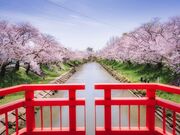 �V�����@�S�\�Y���̎ʐ^4