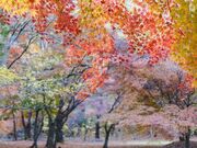 ���݂��Ղ�̎ʐ^3