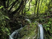 ���_�ЁE�u���{�̑�v�u���m�̑�v�̎ʐ^3