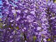 ���]�����̎ʐ^2