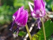 ��������̌Q���n �i��˂܂񂪉����j�̎ʐ^4