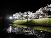 �䏊���̎ʐ^4