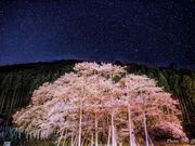 �����J�W�n�U�N���̎ʐ^2