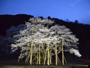 �����J�W�n�U�N���̎ʐ^3