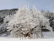 �����J�W�n�U�N���̎ʐ^4