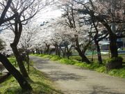 �����_�Ђ̍����؂̎ʐ^2