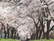 �����_�Ђ̍����؂̎ʐ^3