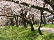 �����_�Ђ̍����؂̎ʐ^4