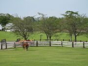 �q�̗̂��̎ʐ^2