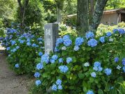 �j���� ���O���̎ʐ^2